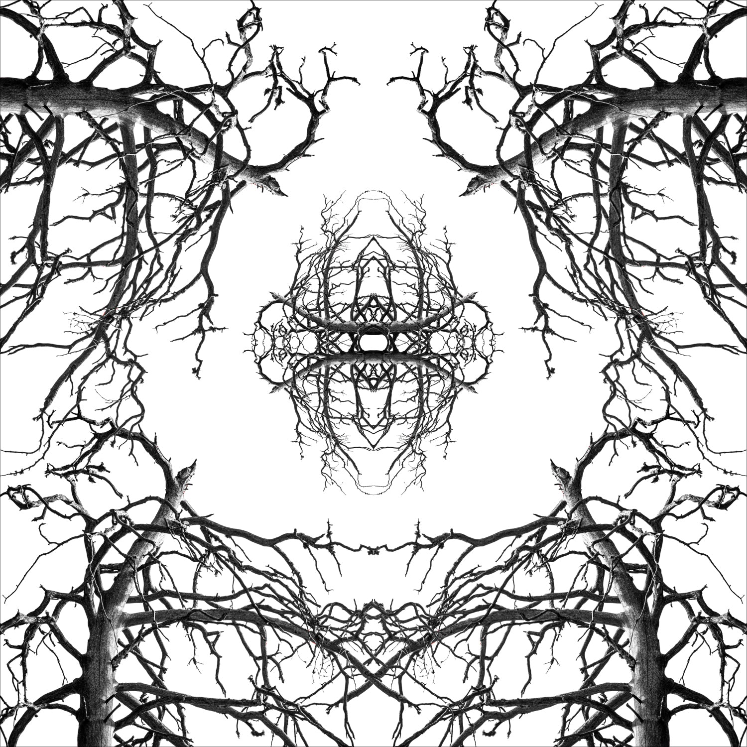 Stampa Fine Art con composizione simmetrica in bianco e nero di rami spogli intrecciati, disposti in forma kaleidoscopica su sfondo bianco
