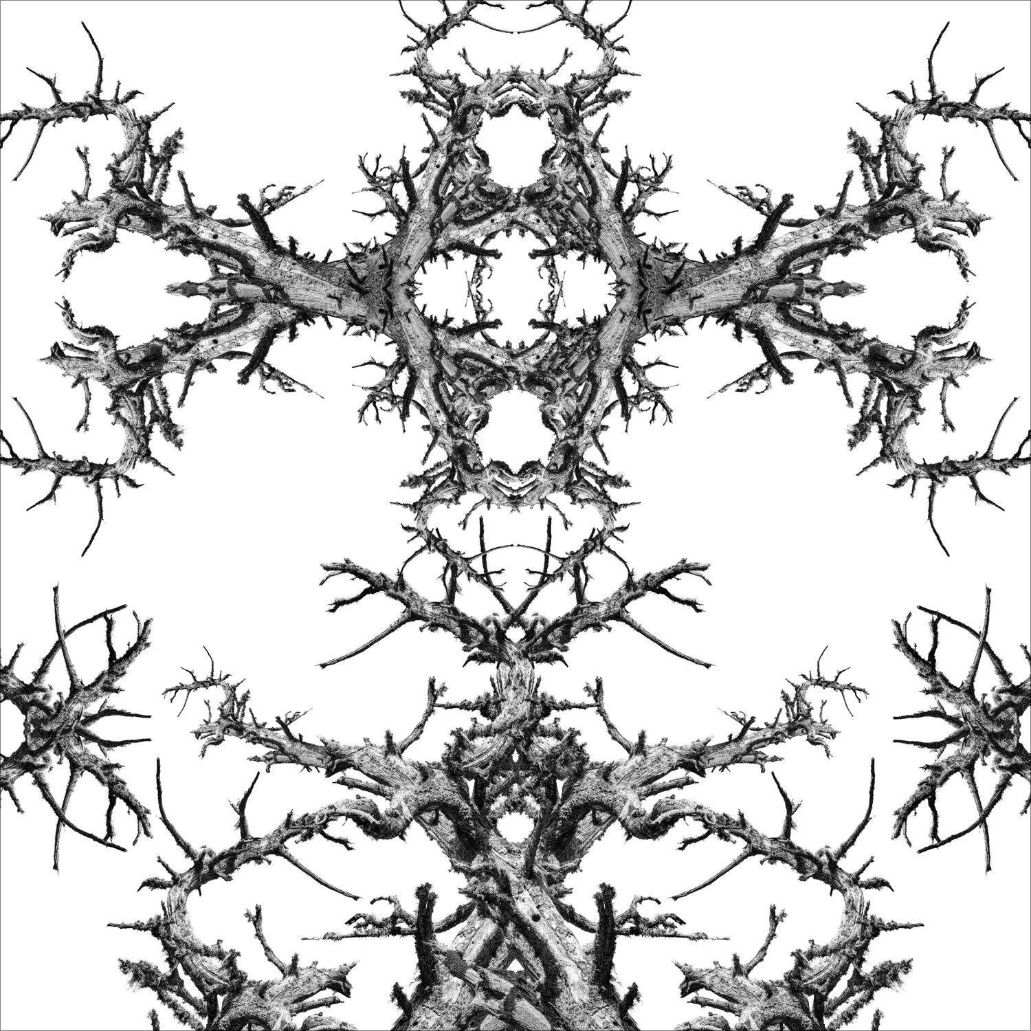 Stampa Fine Art con composizione simmetrica in bianco e nero di rami spogli intrecciati, disposti in forma kaleidoscopica su sfondo bianco