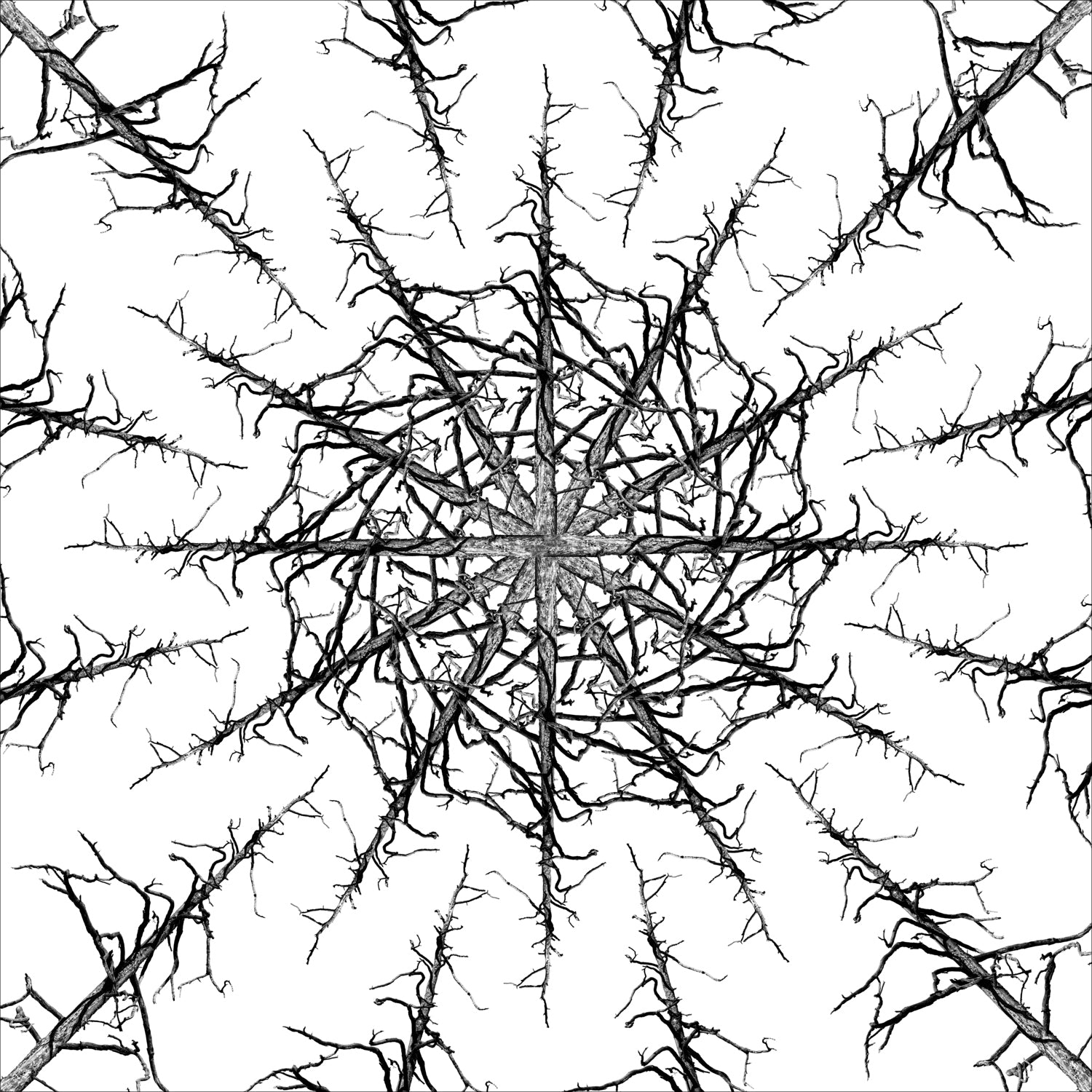 Stampa Fine Art con composizione simmetrica in bianco e nero di rami spogli intrecciati, disposti in forma kaleidoscopica su sfondo bianco