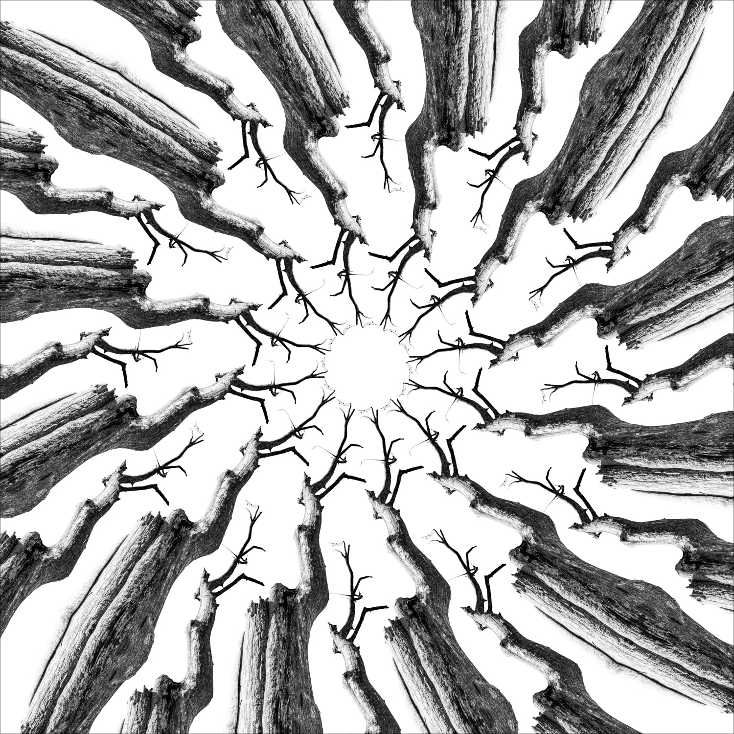 Stampa Fine Art con composizione simmetrica in bianco e nero di rami spogli intrecciati, disposti in forma kaleidoscopica su sfondo bianco