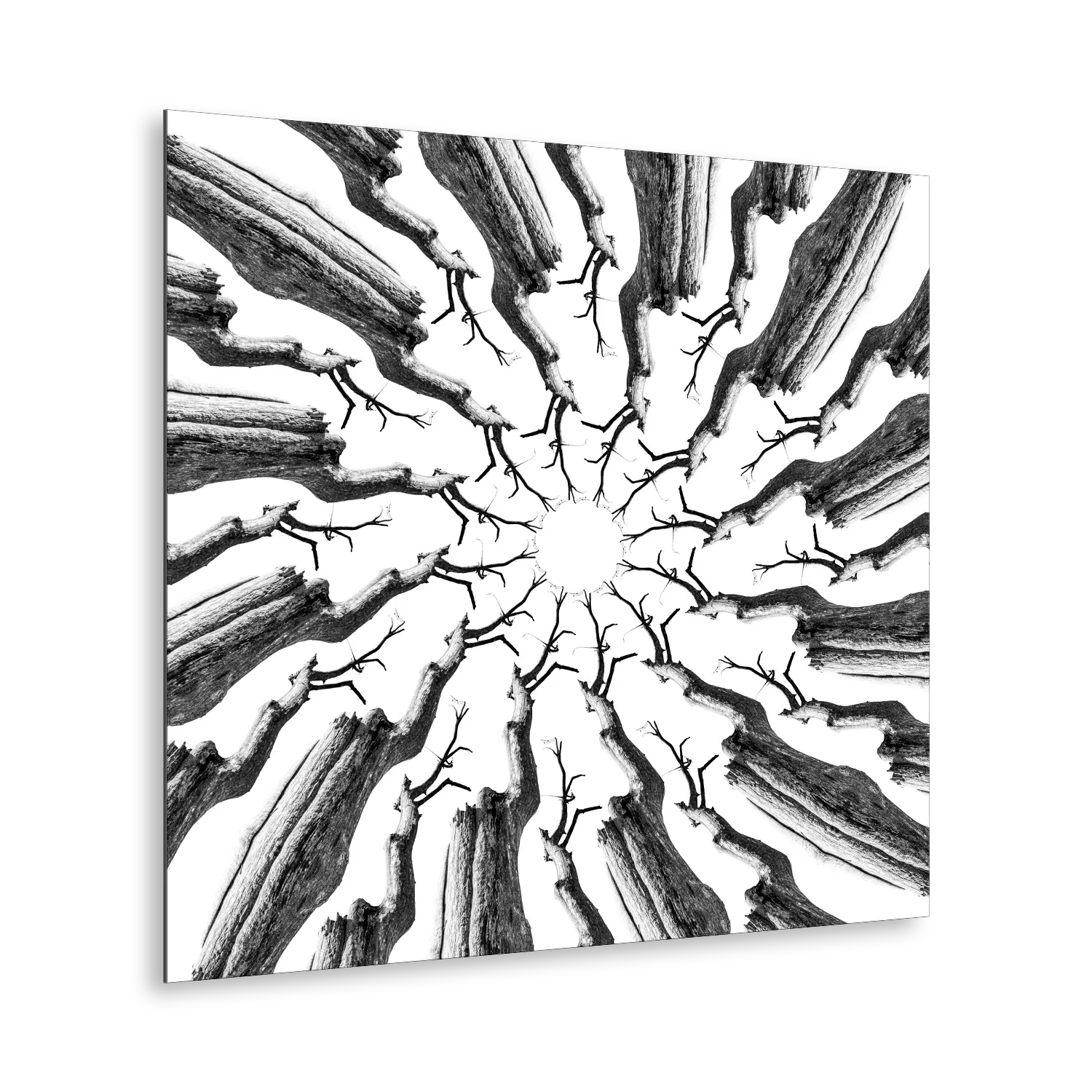 Stampa Fine Art con composizione simmetrica in bianco e nero di rami spogli intrecciati, disposti in forma kaleidoscopica su sfondo bianco