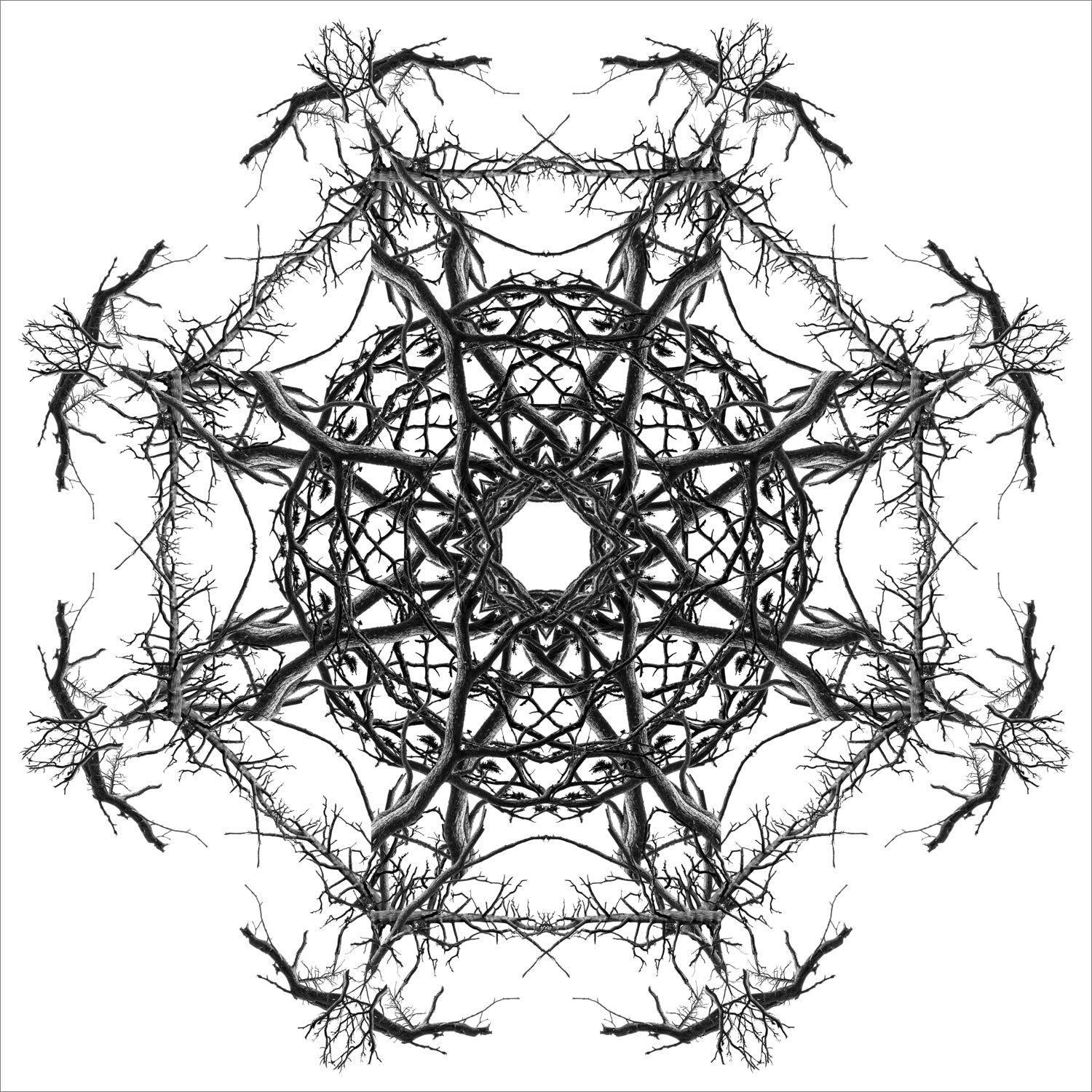 Stampa Fine Art con composizione simmetrica in bianco e nero di rami spogli intrecciati, disposti in forma kaleidoscopica su sfondo bianco