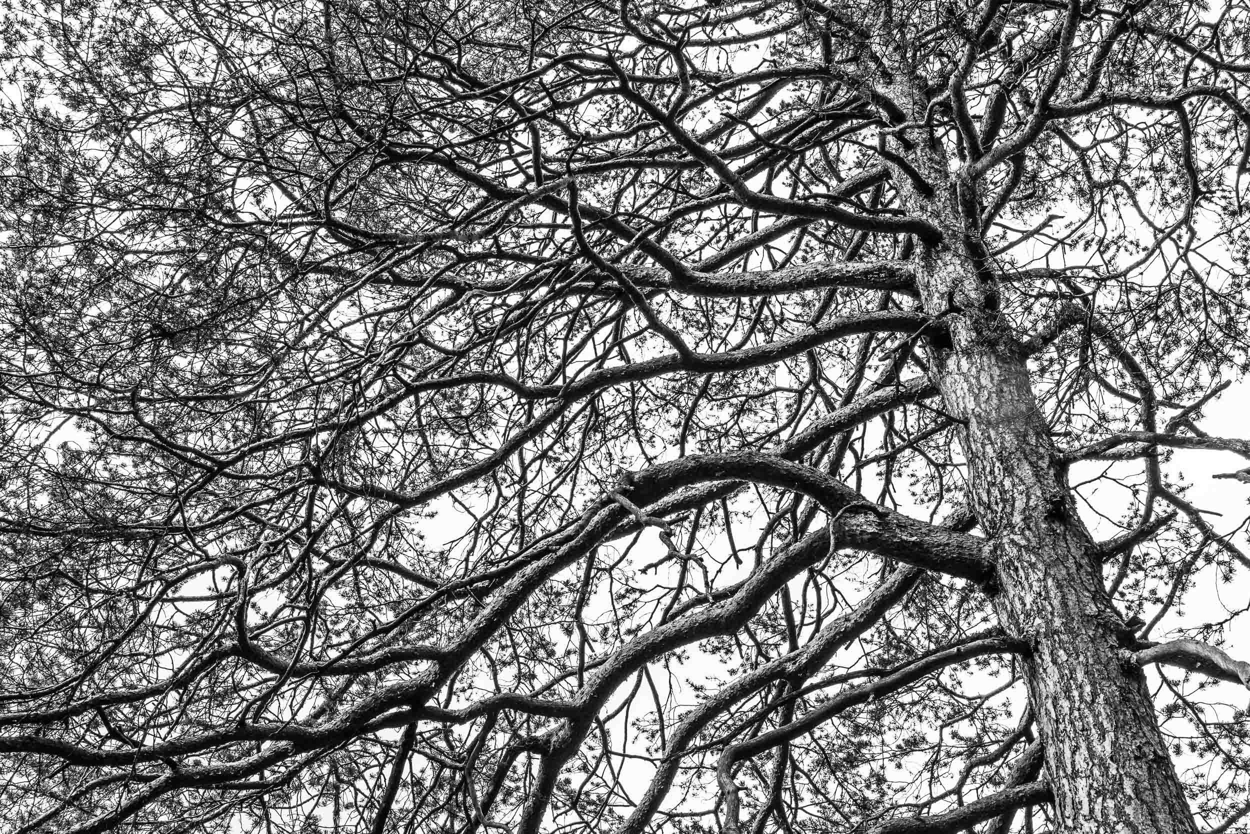 Fotografia in bianco e nero con inquadratura stretta su tronco  ramificazione di un Pino