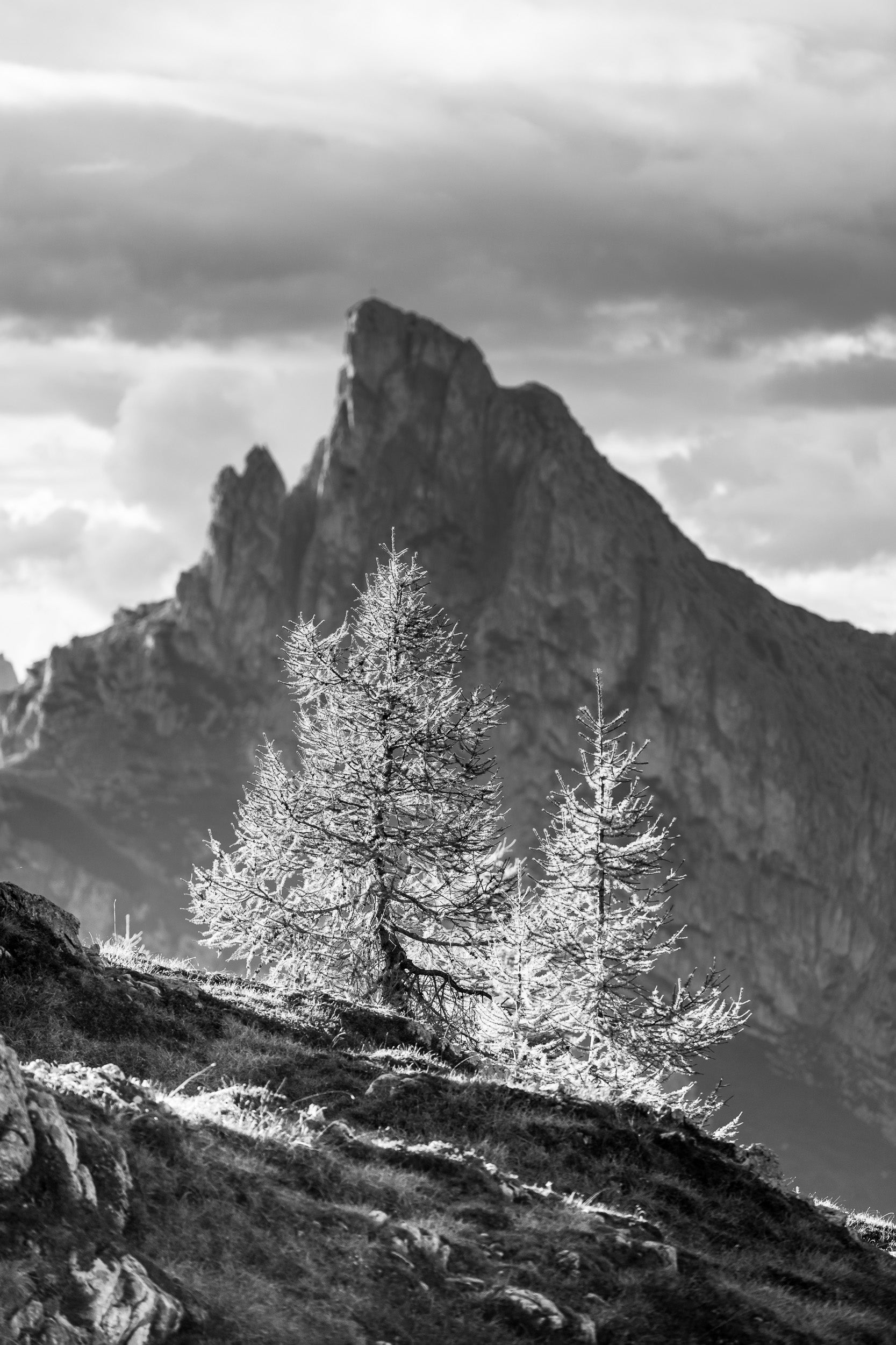 Fotografia in bianco e nero di due larici in contro luce , sullo sfondo il Sasso di Stria al Passo Falzarego, Dolomiti.