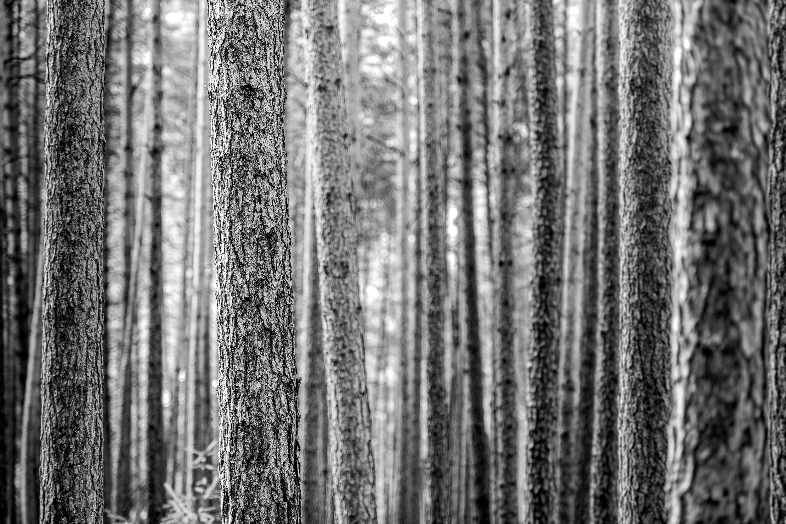 Fotografia in bianco e nero con inquadratura stretta su tronchi d'albero in un fitto dibosco di pini