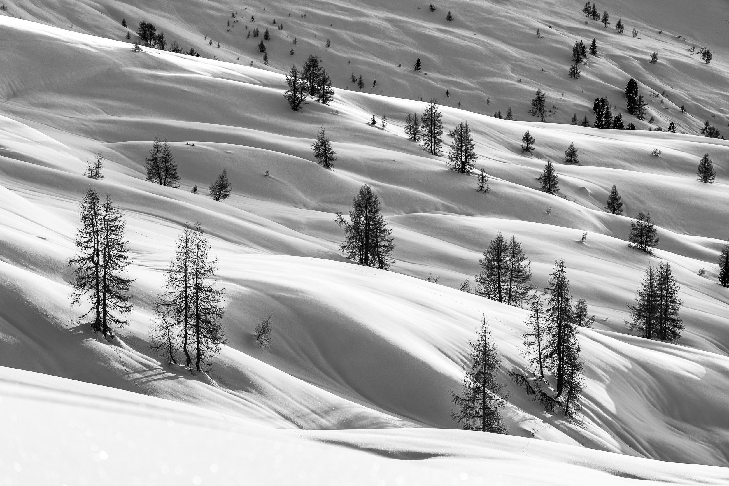Fotografia invernale in bianco e nero di larici sparsi su un immacolato e ondulato manto nevoso