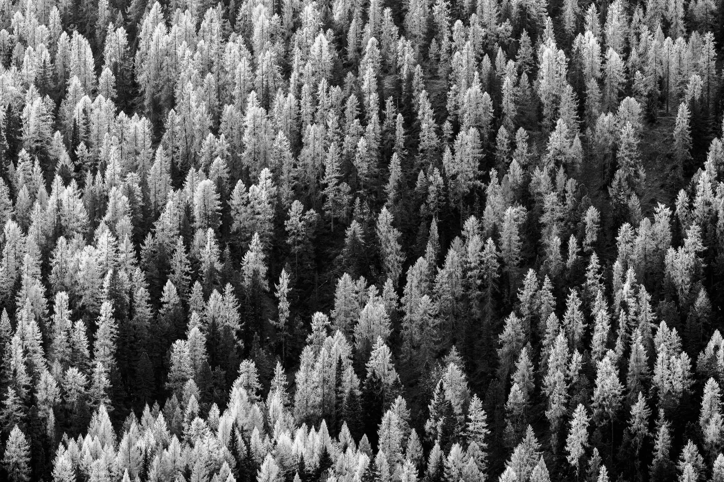 Fotografia in bianco e nero di un fitto bosco autunnale con larici nelle Dolomiti, che evidenzia contrasti di luci e ombre tra gli alberi.